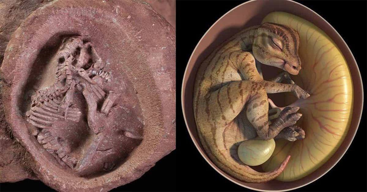 Cover Image for 72-Million-Year-Old Perfectly Preserved Dinosaur Embryo Discovered Inside a Fossilized Egg in China